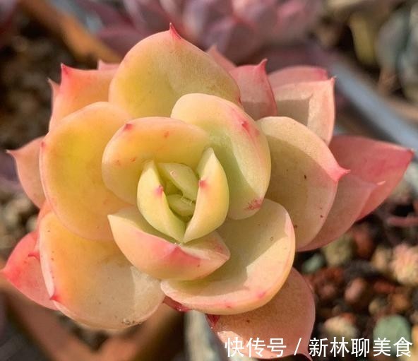 叶片|这颗丝绸面纱的叶片,不但通透,且有蜡质感,养护中5点做好