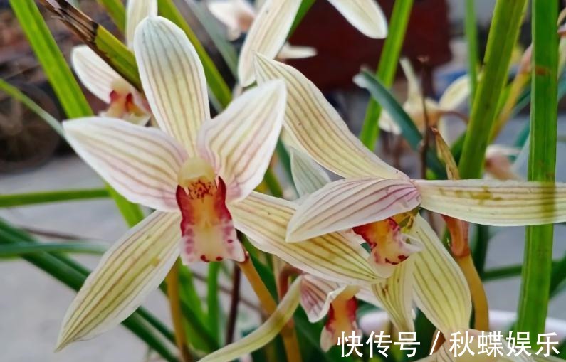 秋天养兰花,遇上“消苞”很郁闷,教你“护苞6招”,放心等花开