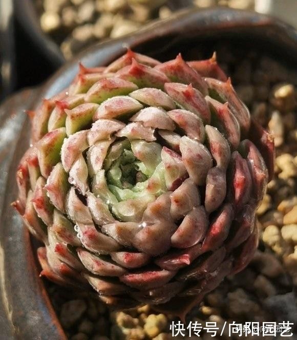 补光灯能降徒长？很多人都用错了，长时间照射，影响多肉健康