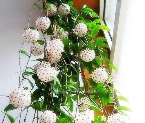 3种喜阴花,放在北阳台,少晒太阳,少管它,清清爽爽开满花