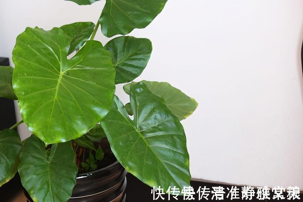 马蹄莲|4种有害的花不能放客厅,家有老人小孩要注意,赶紧清理掉