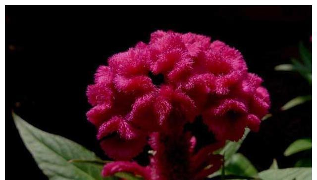 鸡冠花|最适合七八月种的五种花,入土几天就爆盆