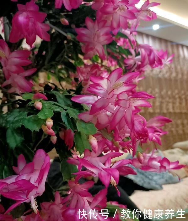 七种耐阴的开花植物,好养如绿萝,花期不短,适合室内、北阳台养!