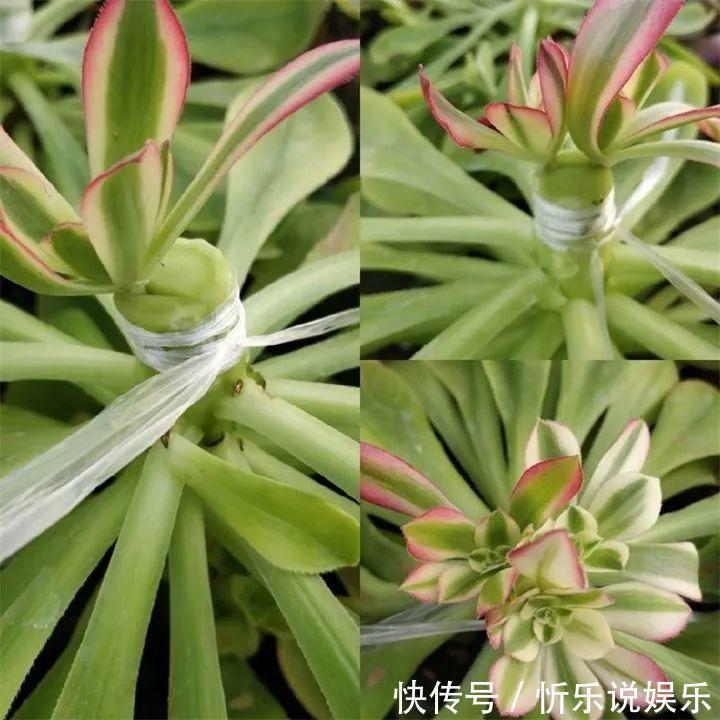 秋丽|多肉原来还能这么玩,嫁接方法很简单,轻松爆盆还好看!