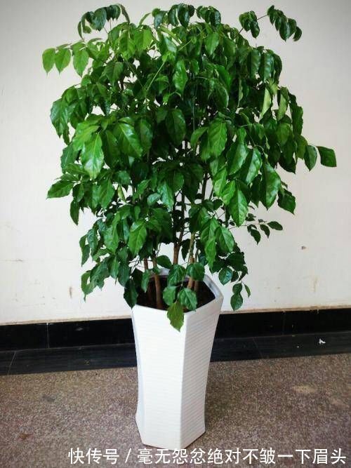 百合竹|这4种“吉祥花”寓意富贵,养了就是赚了,家里人都受益