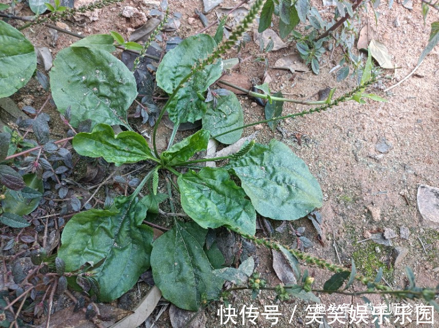 益母草|6种农村常见的野菜,比青菜还好吃,营养价值高,家乡人都喜欢吃