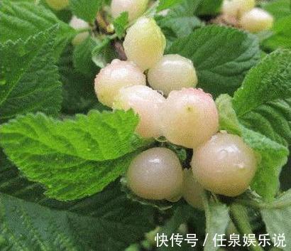 碱性食物|女性不想黄脸婆,以下食物要多吃,排毒养颜、延缓衰老,早吃早好