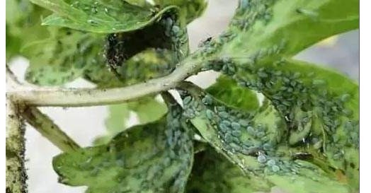 养花一瓶醋，壮根促生长、花多色艳，还能杀虫子、治黄叶！