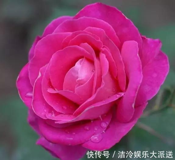 庭院|庭院大要利用,这3种花养起来,好看好养顺着花架爬老高