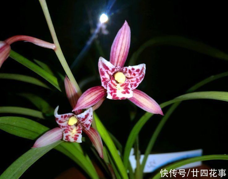 兰花施肥,掌握1句“口诀”,新芽“蹭蹭”冒,花朵“呼呼”开