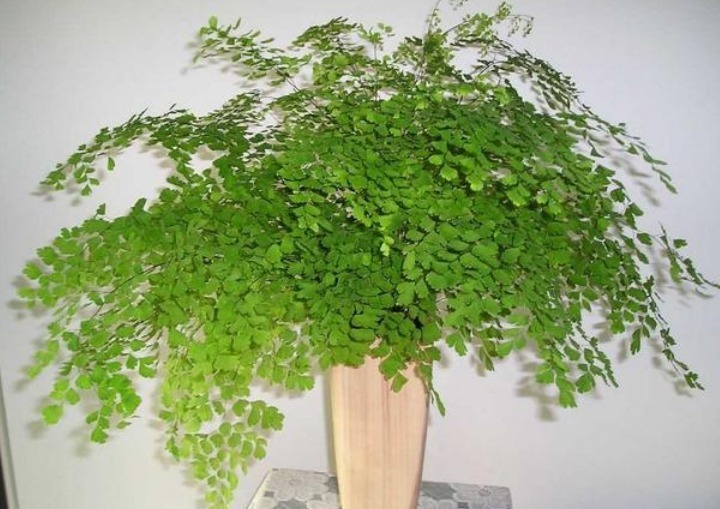 夏天养此款花卉,耐寒易打理,花美色艳,花儿轻松开爆盆