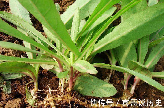 曲麻菜|北方常见的野菜曲麻菜，开春后吃最好，叶子最嫩，食疗功效最佳