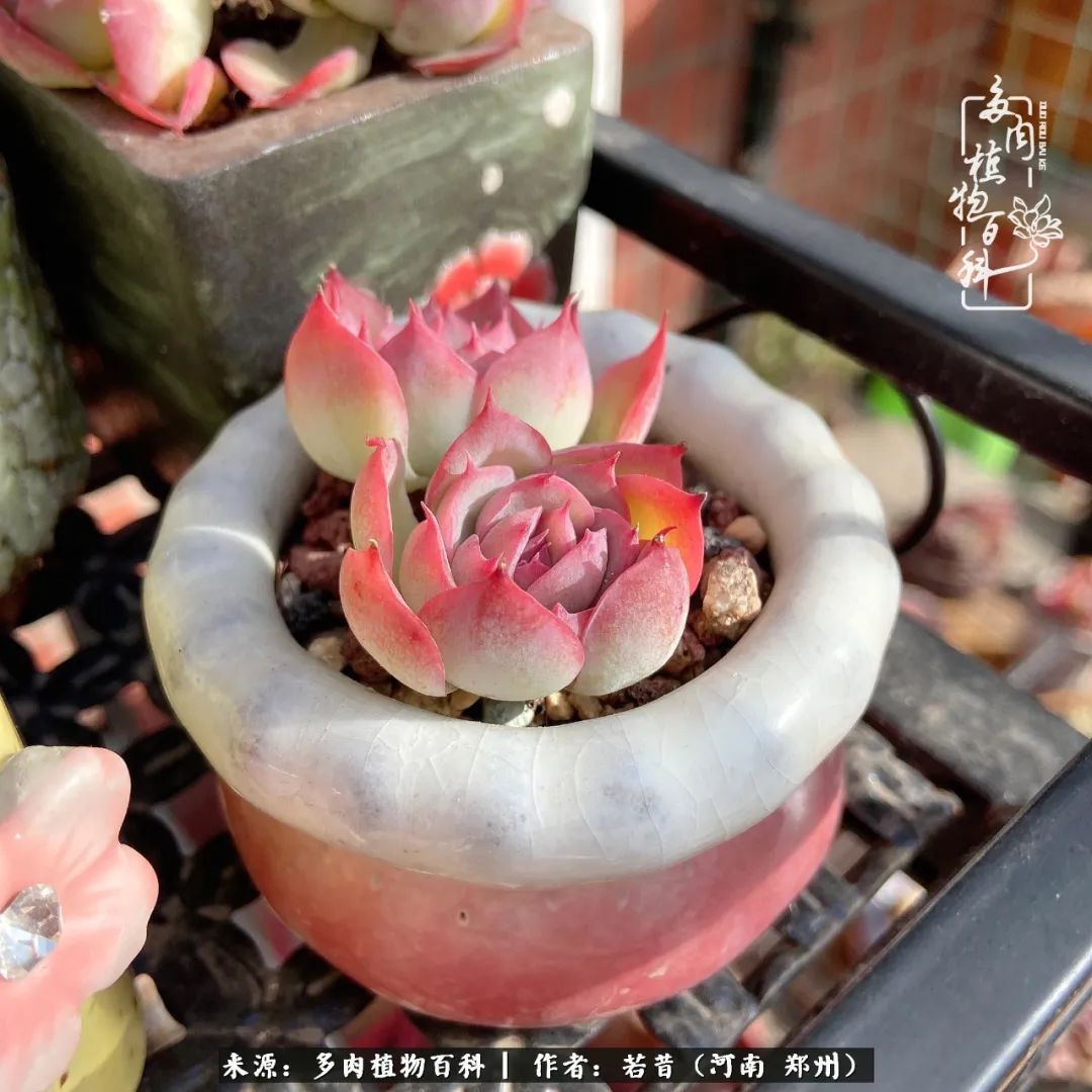 迷你小院儿，种满多肉、花草和蔬果，沉醉在自己的世外桃源！