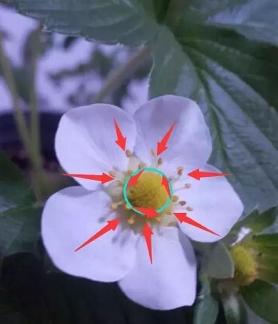 草莓这么贵就别买了,自己种一盆,1招让草莓又大又甜!