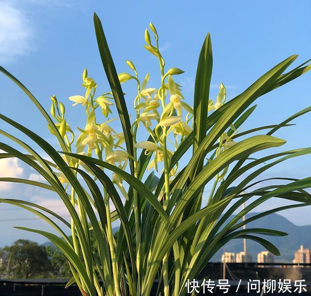 开花最勤的兰花，见土就生根，一年开3次，阳台放2盆，满屋都飘香