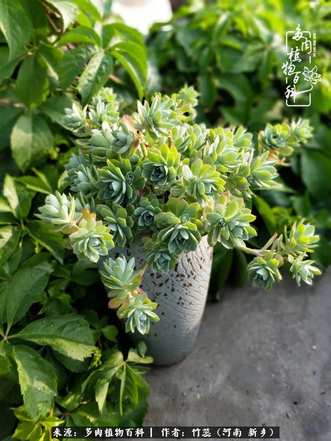 养多肉三周年有感养这么多多肉到底有啥用！