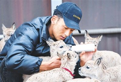 生物|绿水青山的中国实践（关注保护生物多样性）