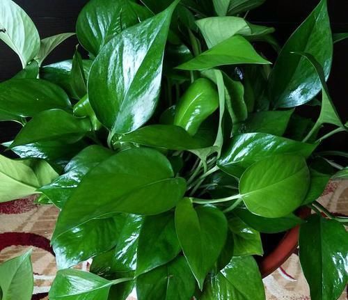 喜阴的“3种花”,放在阳台就错了,摆在室内,叶子全年绿油油