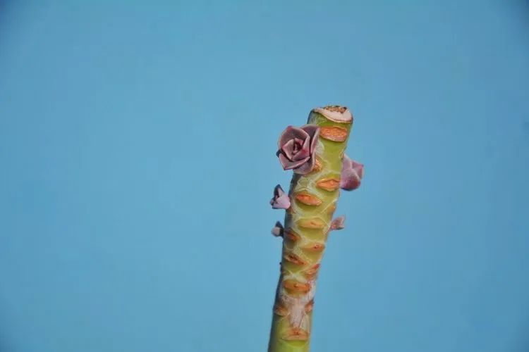 面朝大海的多肉们,在四季变迁中生生不息!