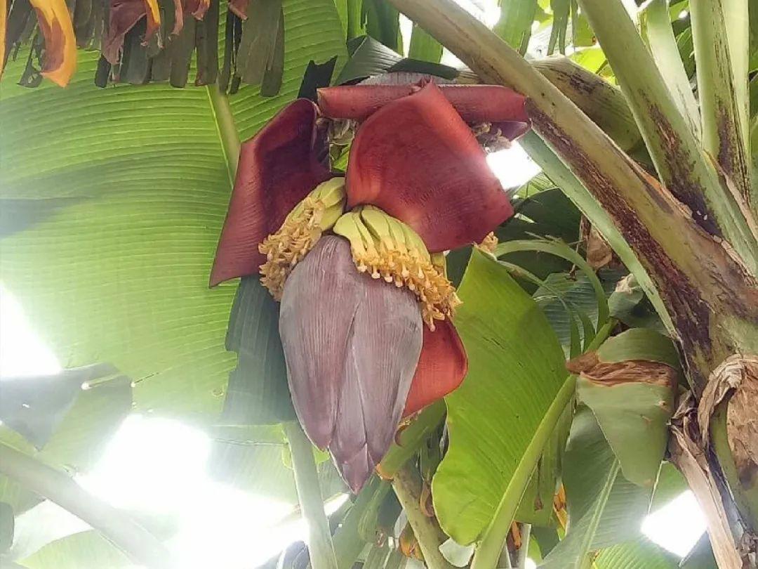 香飘飘的花,吃一口满嘴花香,再不吃就没了
