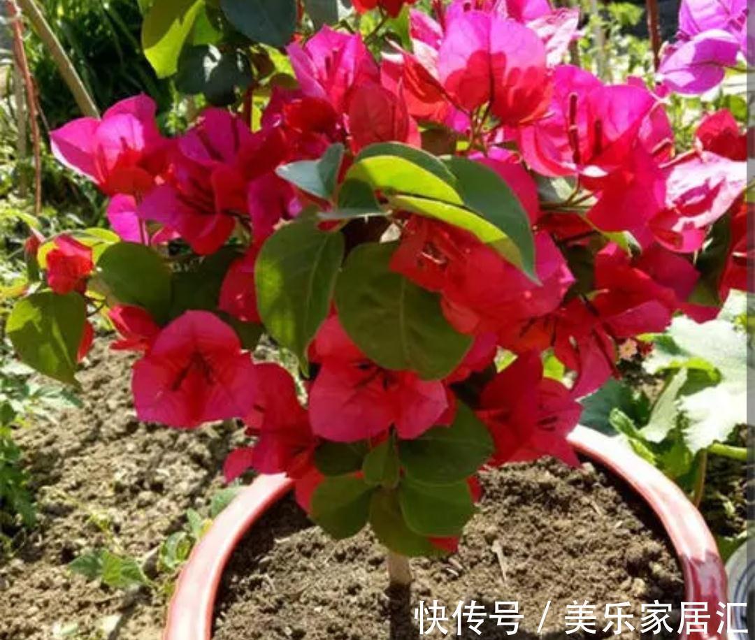 三角梅冬天有“3怕2不喜”,别做错了,不然难越冬