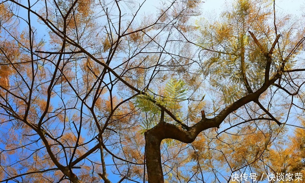 中年|深圳10大景观：梧桐山风景区