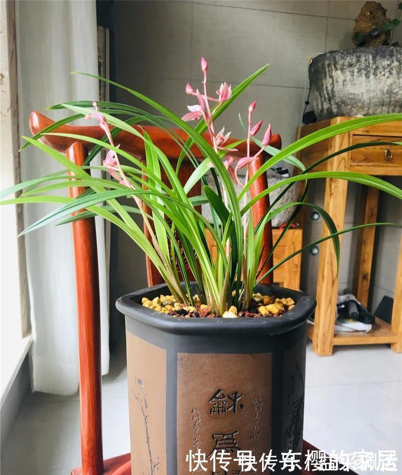 养兰先养根用这免费料养出粗壮大白根,兰花开花多又香