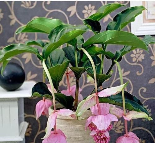 玫瑰|这些花卉美过玫瑰,一年四季花开不停,花大色艳很漂亮,谁养谁爱