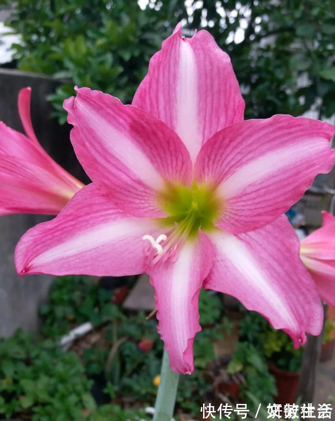 家里养盆朱顶红,开花个个比脸大,牛年养它“注定红”!