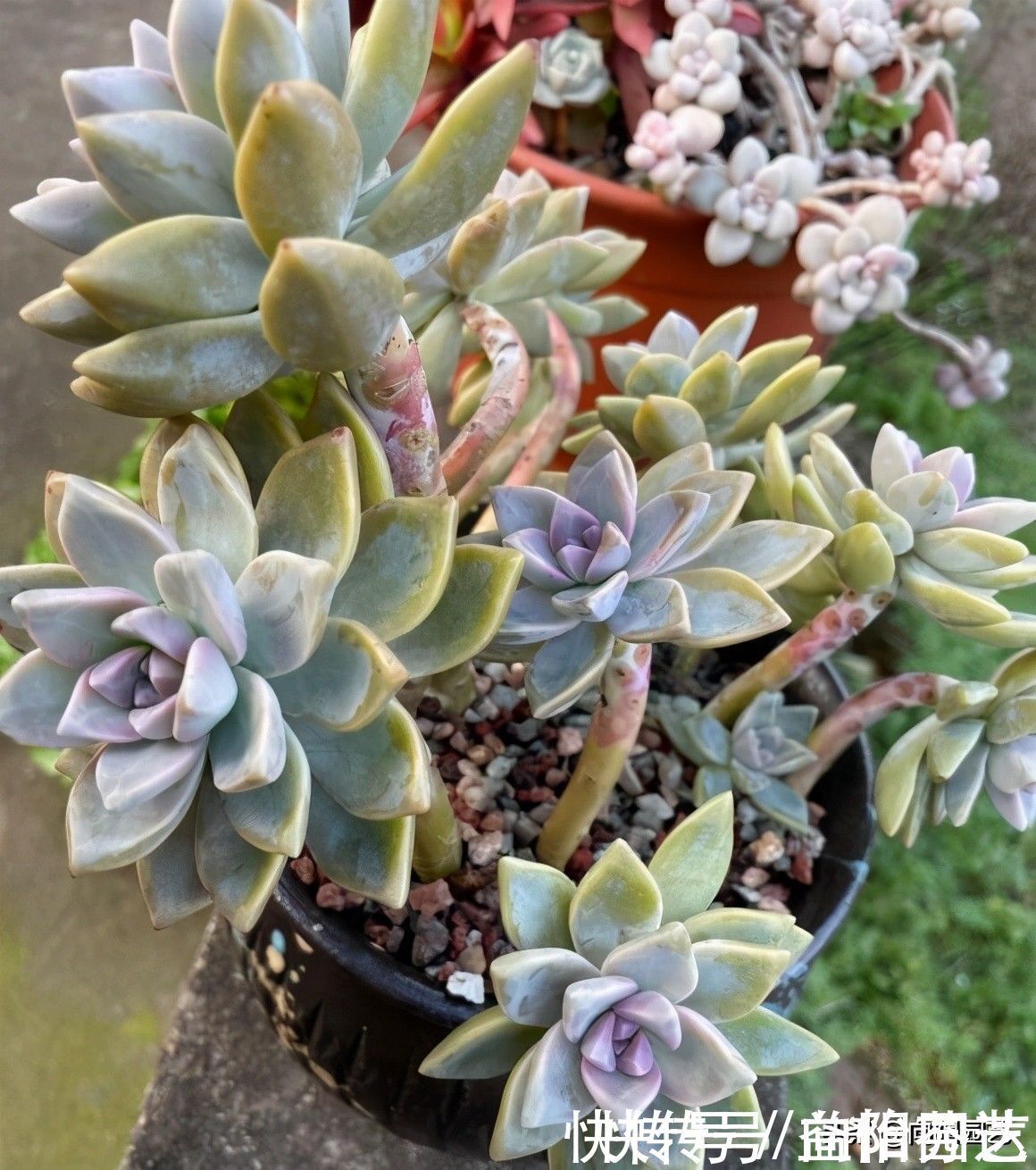 肉肉|从0开始养多肉,肉肉买回家,按照这套方式来养,死亡率最低