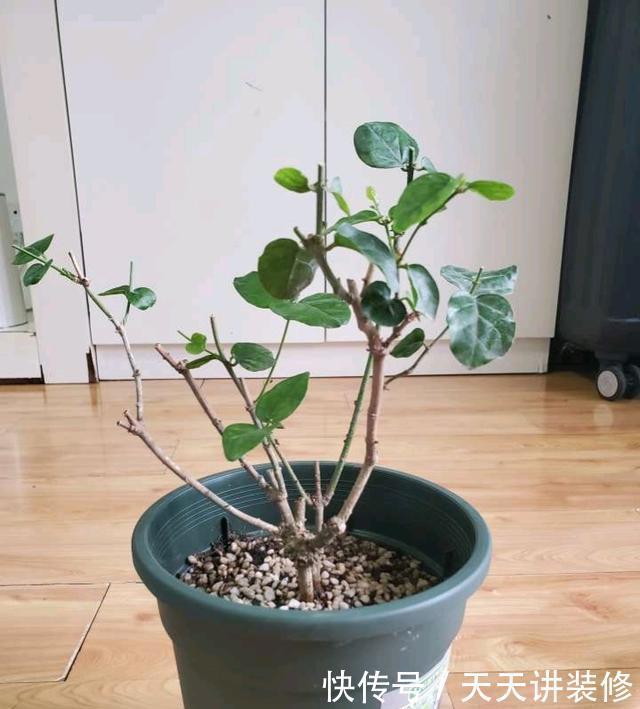 好时机|天气要热了,三种花修剪扦插正当时,小编已经迫不及待了