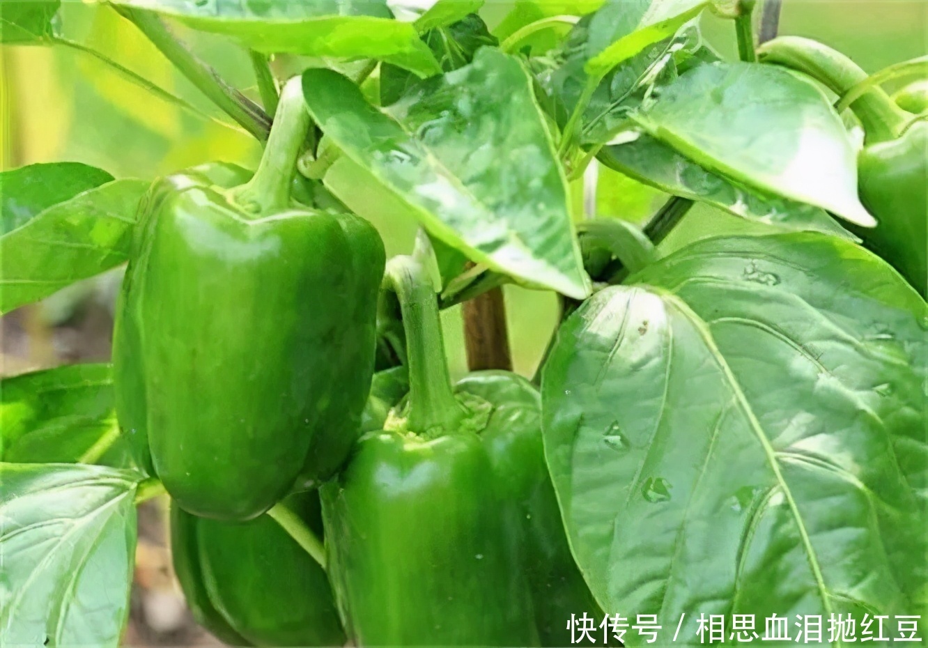 食物|人到中年想长寿,推荐常吃3种食物,美容养生,身体棒棒哒