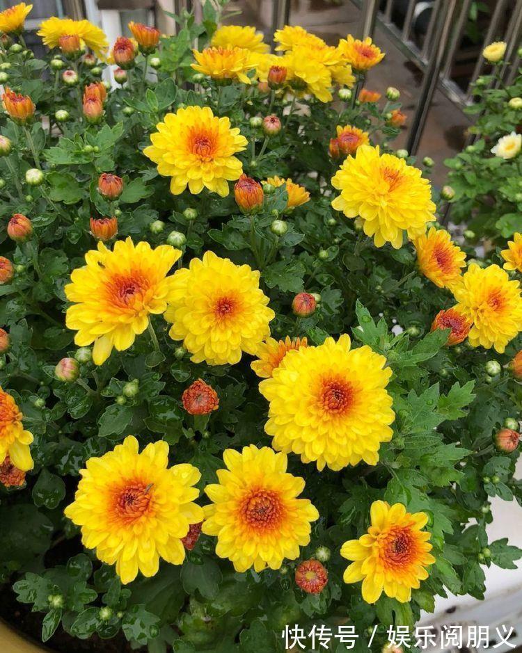 盆花草|家里养花,试试3种花,秀气唯美还好养,养几盆,四季赏花心情爽