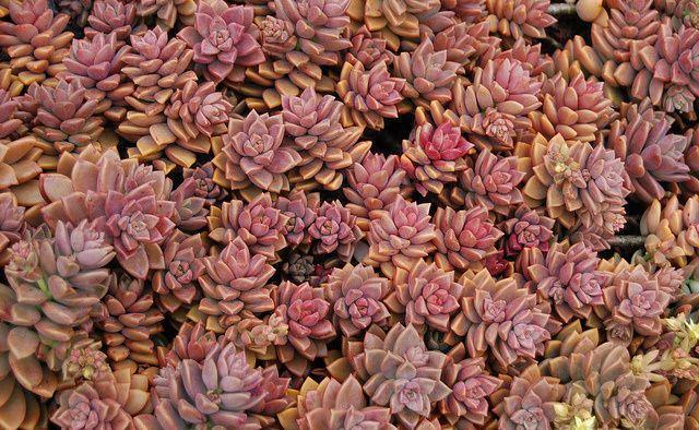 普货姬胧月,10月买来后这样养,出状态后比贵货还美