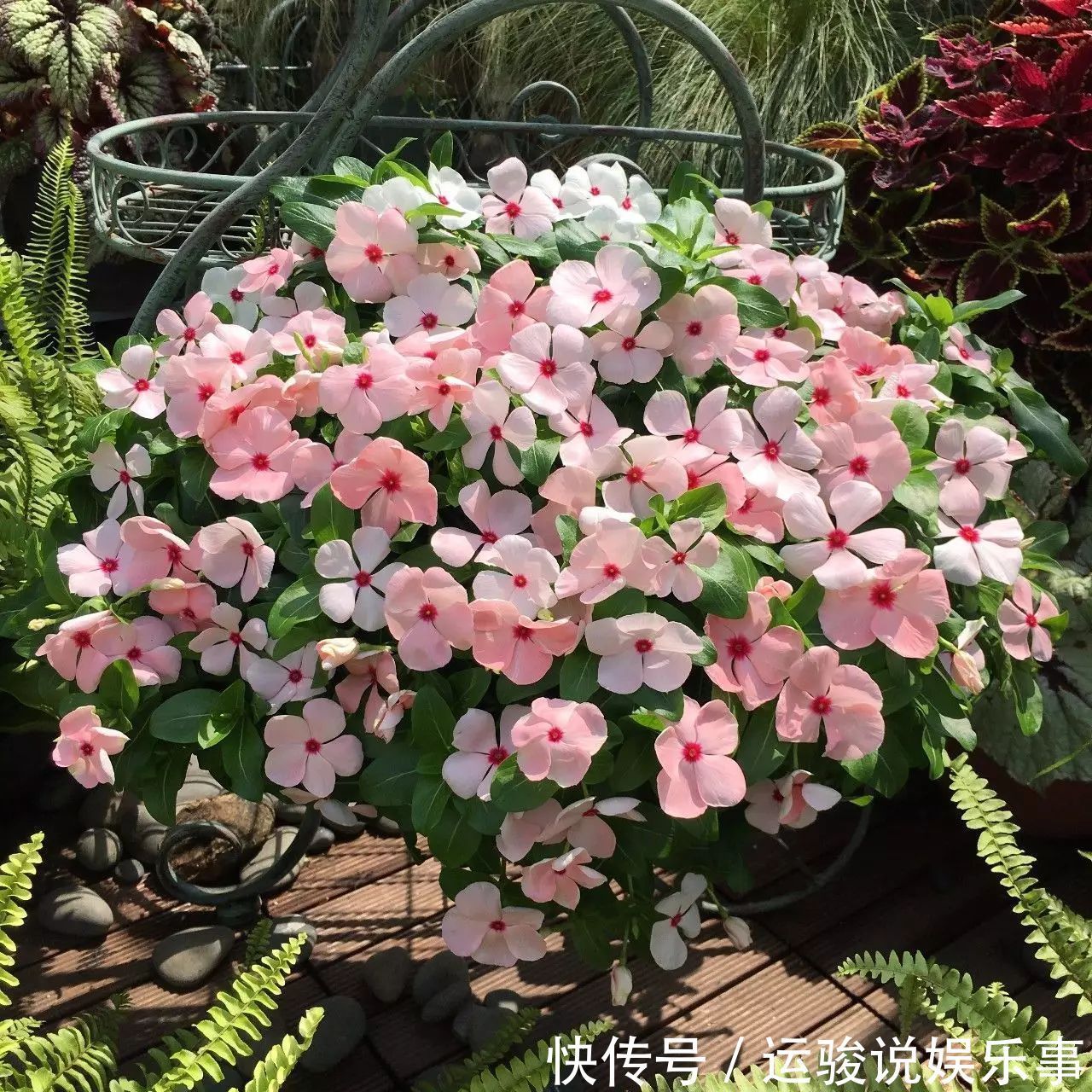 6种花超级喜欢太阳,晒得越多“花”越多,养一盆不亏