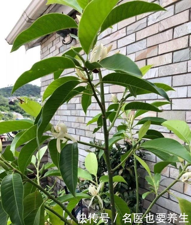 花香堪比香水，邻居大妈都追着问，眼馋极了！