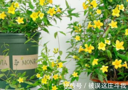 越漂亮的花越有毒。快来了解这18种“大毒化”。提高知识不吃亏