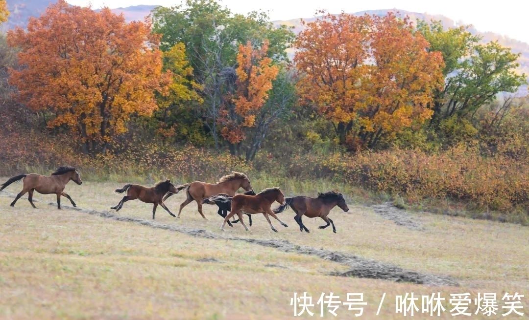 坐标|一半苍茫，一半绚烂！6个旅行瞬间，定格2021年最美的秋天！