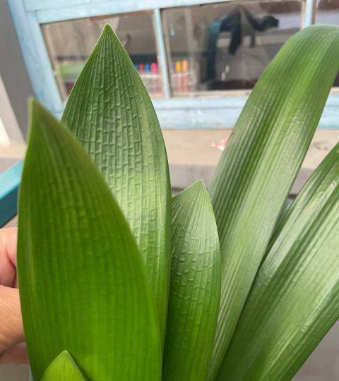 秋凉|天气渐热,做好三点,君子兰稳度夏,顺利长叶开花