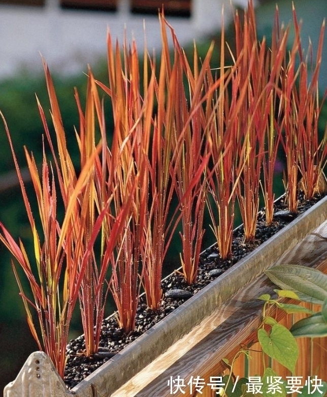 任何容器都能用来做花盆,请收好这30种美丽的花盆搭配设计