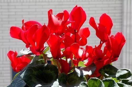 家庭养花,长了花苞不开花?教你2招,养15天花团锦簇!