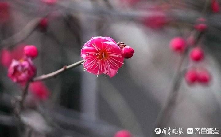 红梅|风寒犹有花枝俏，济南第一批红梅盛开迎春