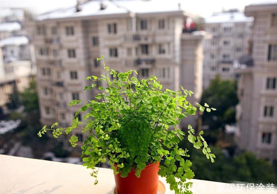 禁忌|鸡蛋壳的使用禁忌,养花要注意,看情况分别对待