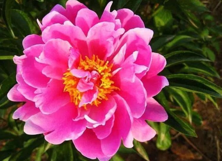 阳台养这几朵花,花开不断,好养易开花,阳台养出小花园