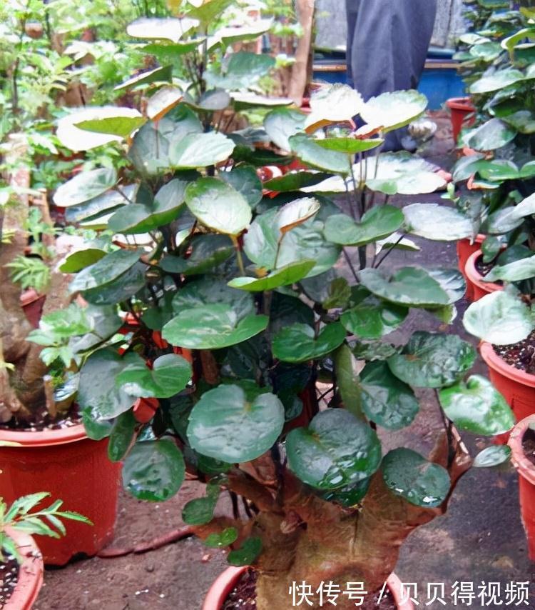 6种“聚财花”，养在家里好兆头，漂亮又大气，还有好运满满