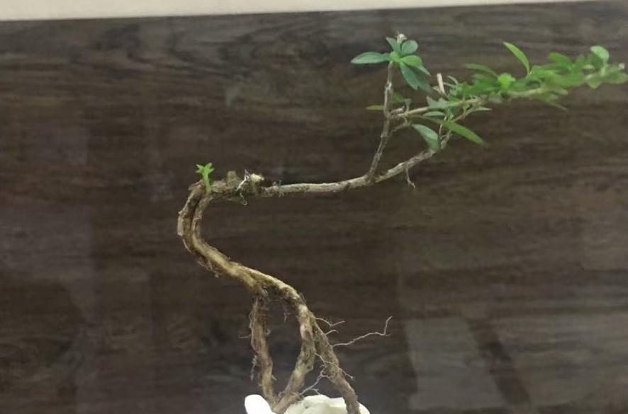 以六月雪为图例,简单为大家介绍附石小盆景的制作