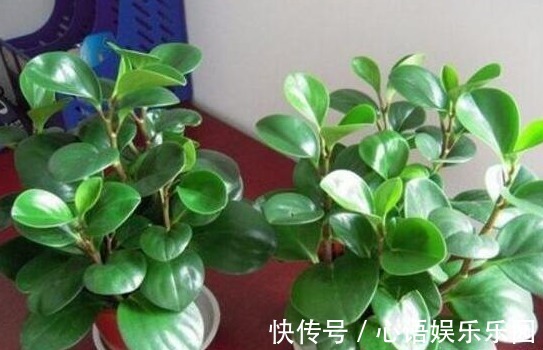 有害气体|“病毒”很烦2种花,家里养一盆,全家人都身体好,养100盆都不多