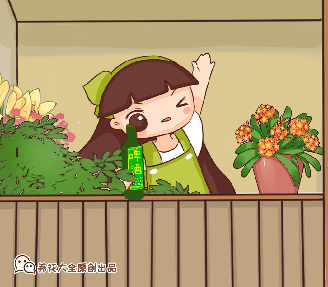 养花新手就选这几种花,价格很便宜,养不活也不心疼