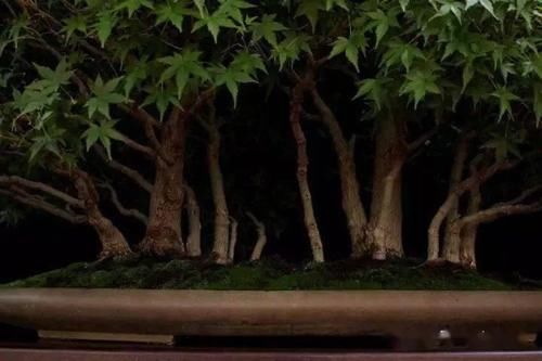 如何挑选好的盆景