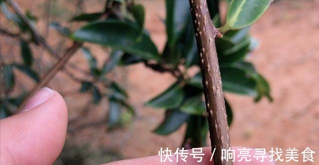 椭圆形|山里有一种美味的野果悄悄成熟了,这种野果你有吃过吗!